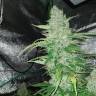 Семена конопли купить Auto Kush feminised GanjaLiveSeeds