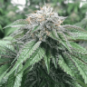 Семена конопли Master Kush feminised Ganja Seeds