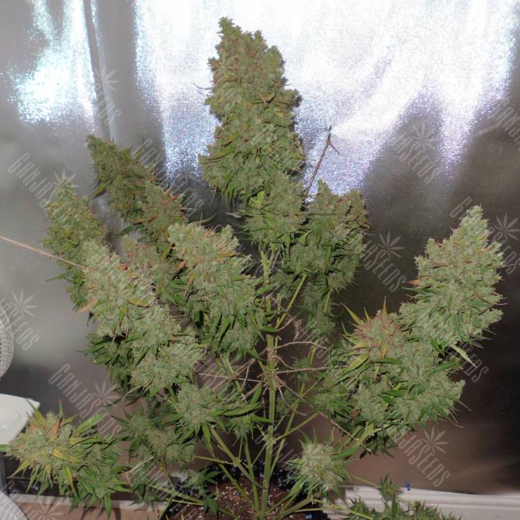 заказать на сайте семена конопли Auto Blueberry regular
