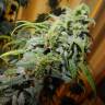 купить семена конопли Great White Shark feminised Green House Seeds