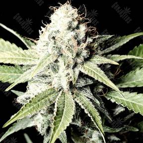 Great White Shark feminised Green House Seeds