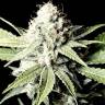 урожайные семена конопли Great White Shark feminised Green House Seeds