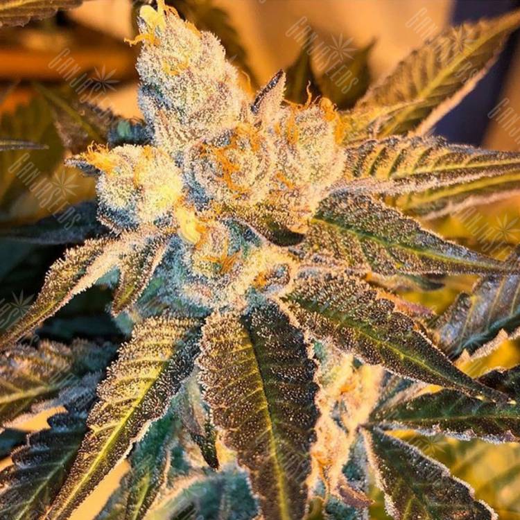семена конопли с доставкой Cyclops regular Ganja Seeds