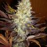 Auto Northern Blue regular Ganja Seeds