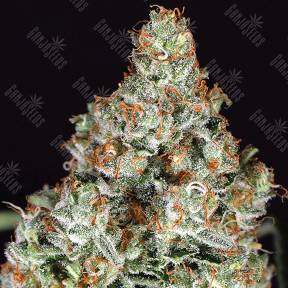 Zkittalicious feminised Exotic Seed