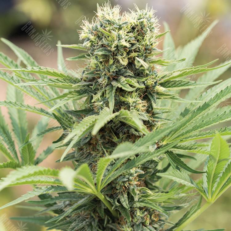 семена конопли Россия Dedoverde Haze feminised Humboldt Seeds