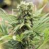 семена конопли Россия Dedoverde Haze feminised Humboldt Seeds