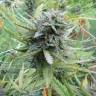 заказ семян конопли Москва Dedoverde Haze feminised Humboldt Seeds