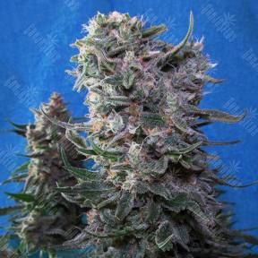 Delahaze feminised Paradise Seeds