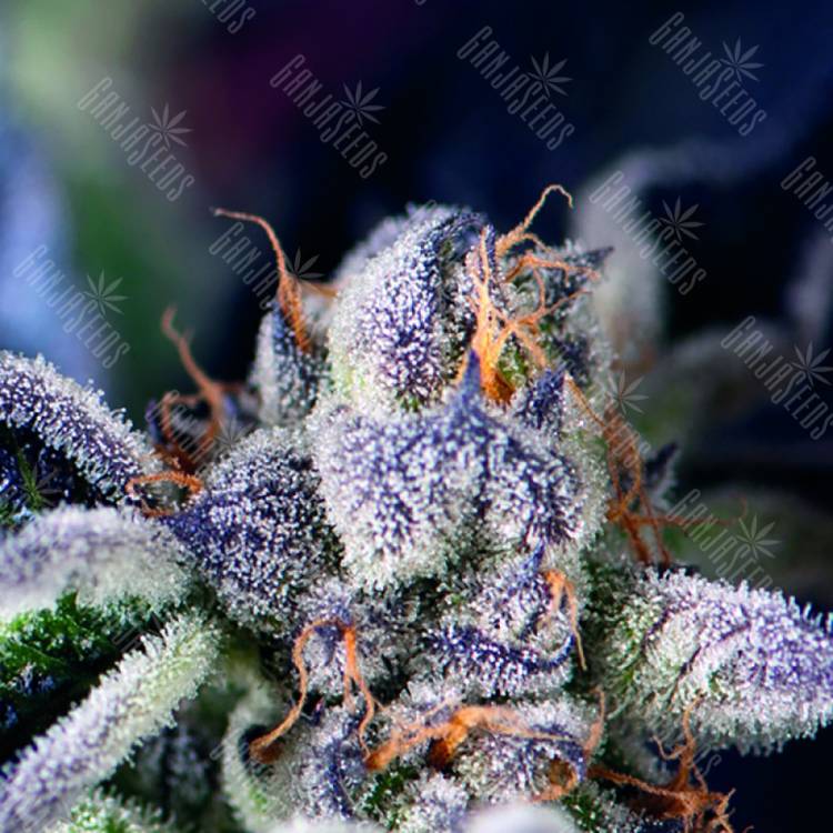 семена сортовой конопли Cookies USA feminised Pyramid Seeds