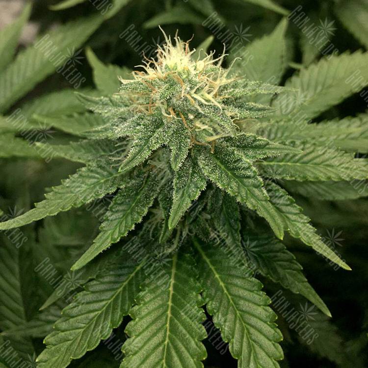 семена конопли гидропоники ICE feminised Royal Queen