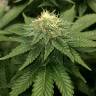 семена конопли гидропоники ICE feminised Royal Queen