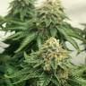 семена индийской конопли ICE feminised Royal Queen