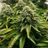 мощные семена конопли ICE feminised Royal Queen