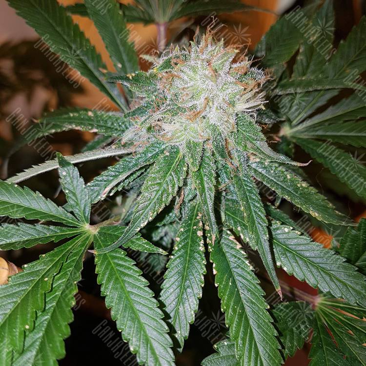 семена конопли в оригинальных упаковках Cream Caramel CBD feminised Sweet Seeds
