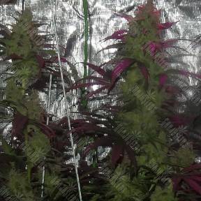 Auto S.A.D. (Sweet Afgani Delicious) feminised Ganja Seeds