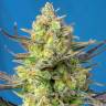 Купить семена Sweet Cheese feminised Ganja Seeds