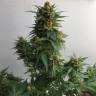 Заказать семена Sweet Cheese feminised Ganja Seeds
