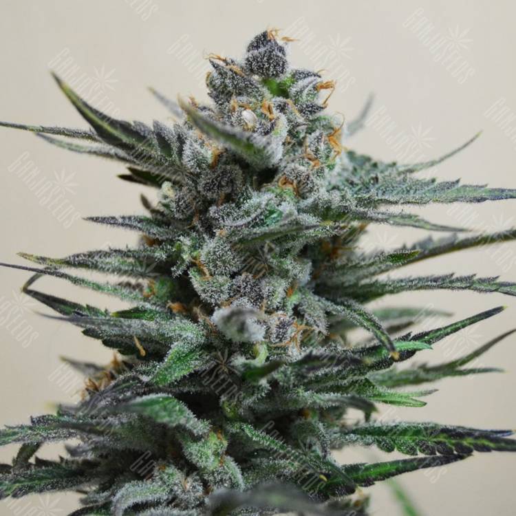 семена конопли для курения Auto Blue Acid regular