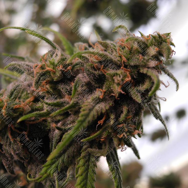 заказ семян конопли Great White Shark CBD feminised Green House Seeds