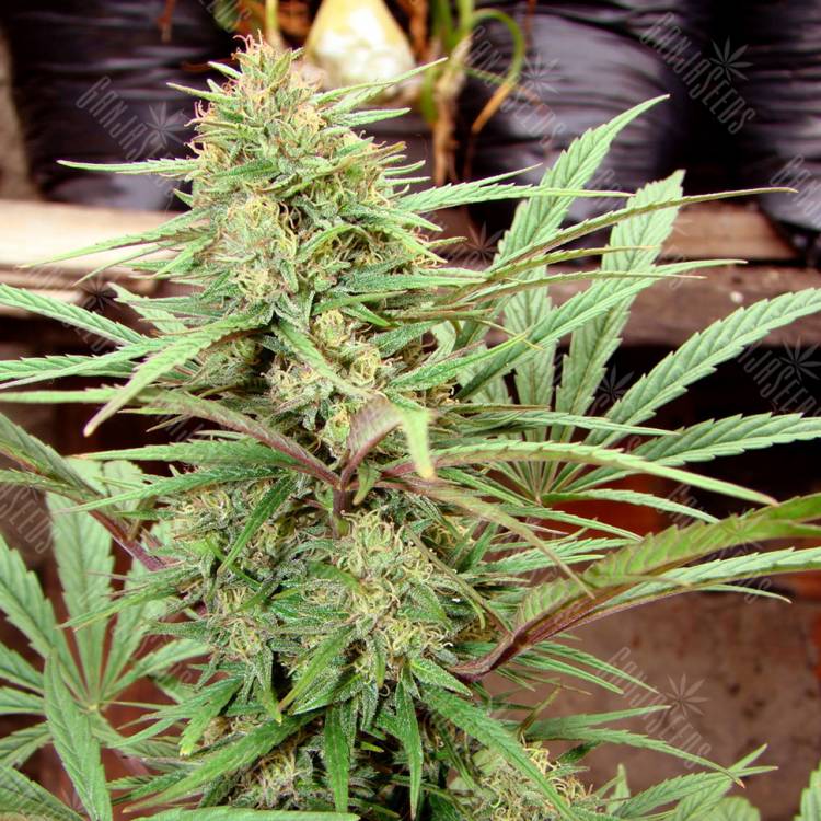 CBD Charlotte`s Angel feminised Dutch Passion Seeds