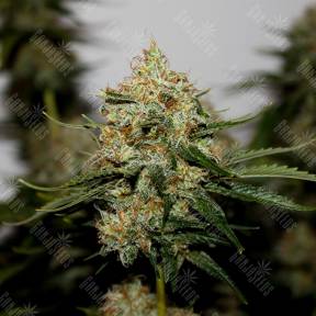 Amnesia Lemon feminised Breeders Community Seeds