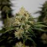 Amnesia Lemon feminised Breeders Community Seeds