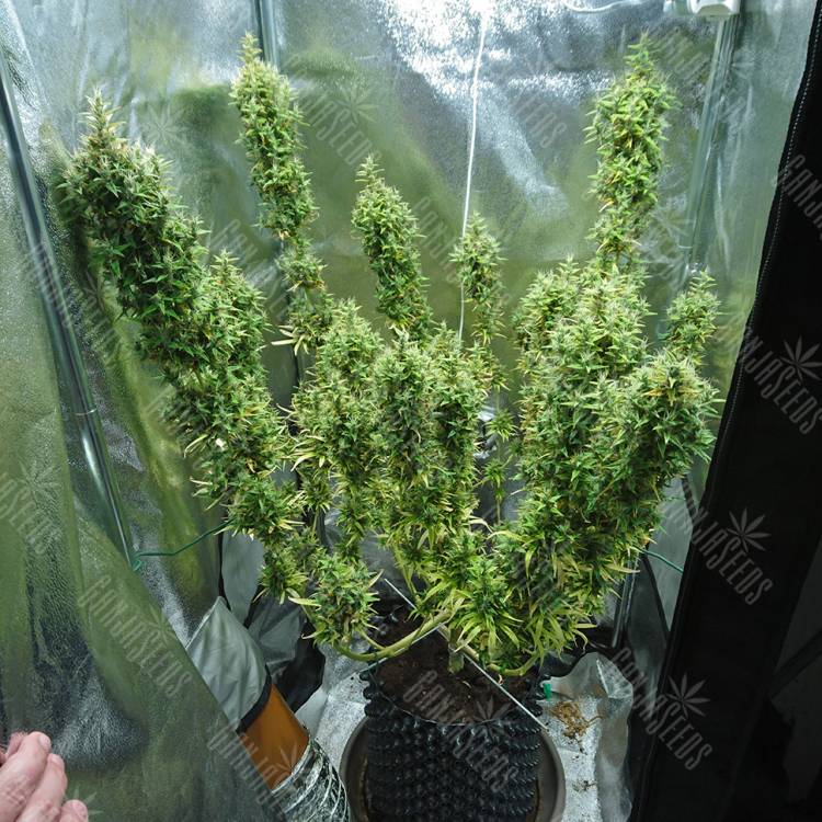 семена индийской конопли Dr. Grinspoon regular Ganja Seeds