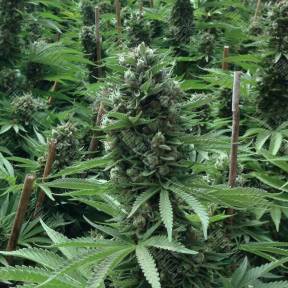 Desert Diesel feminised Humboldt Seeds