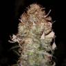 заказать на сайте семена конопли Desert Diesel feminised Humboldt Seeds