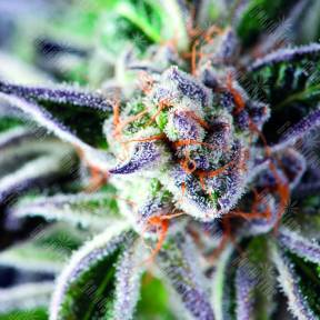 Do-Si-Dos feminised Pyramid Seeds