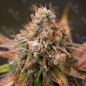 Kali Dog feminised Royal Queen