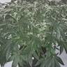 Качественные семена конопли Auto X.Treme feminised Ganja Seeds