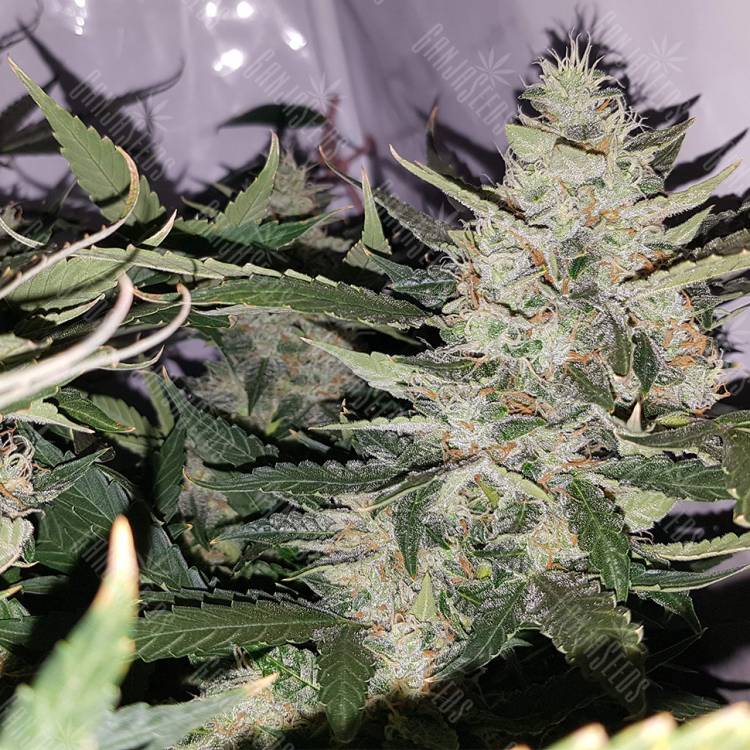 Семена марихуаны Auto X.Treme feminised Ganja Seeds