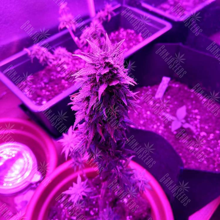 Семена конопли Auto AK 49 feminised GanjaLiveSeeds