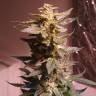 Семена конопли Auto AK 49 feminised GanjaLiveSeeds
