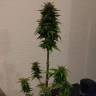 Качественные семена конопли Auto AK 49 feminised GanjaLiveSeeds