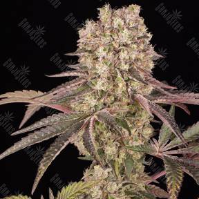 Runtz Muffin feminised Ganja Seeds