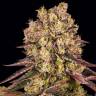 Купить семена Runtz Muffin feminised Ganja Seeds