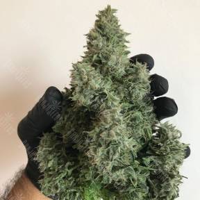 Auto White Widow regular Ganja Seeds