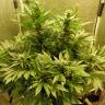 семена культурной конопли купить Auto White Widow regular