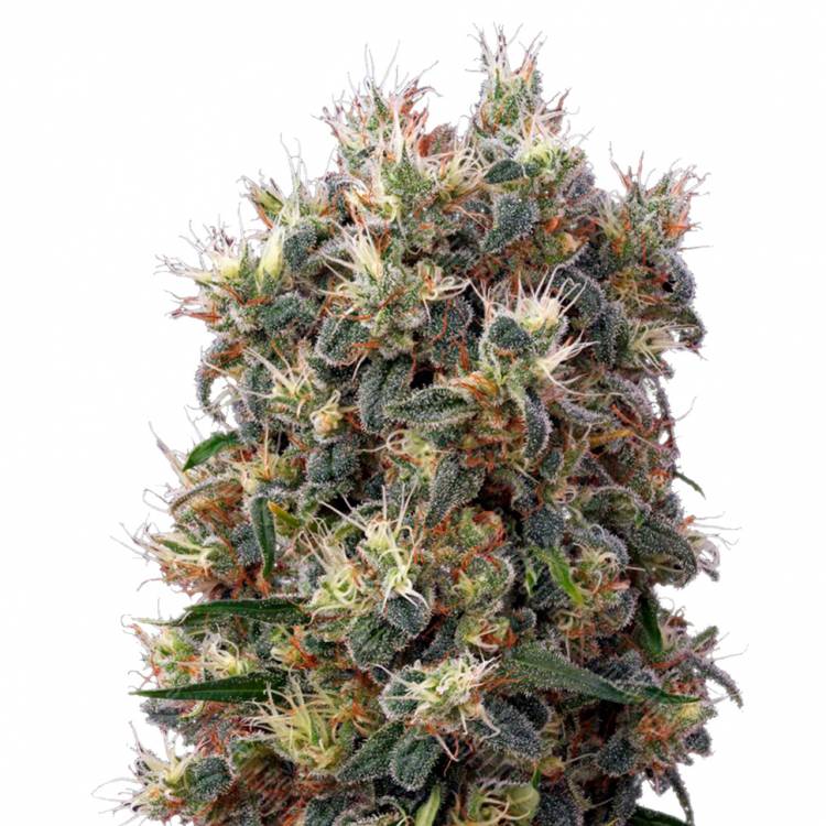 заказать качественные семена конопли The Church feminised Green House Seeds