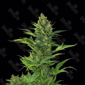 Auto Blue Amnesia XXL feminised Dinafem Seeds