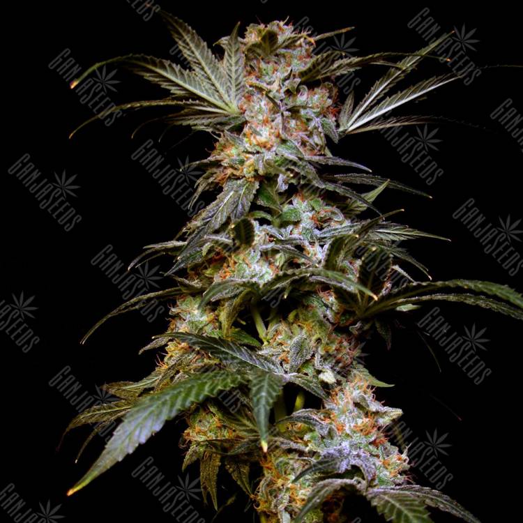 Black Domina feminised Breeders Community Seeds