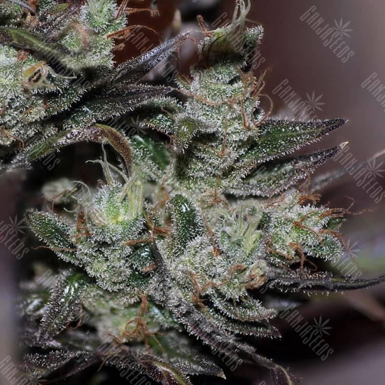 семена конопли Early Durban regular