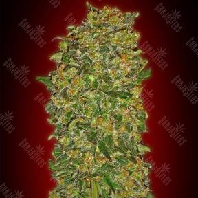 Chocolate Kush feminised 00 Seeds