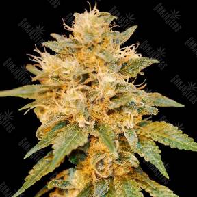 SnowLAnd feminised DNA Genetics