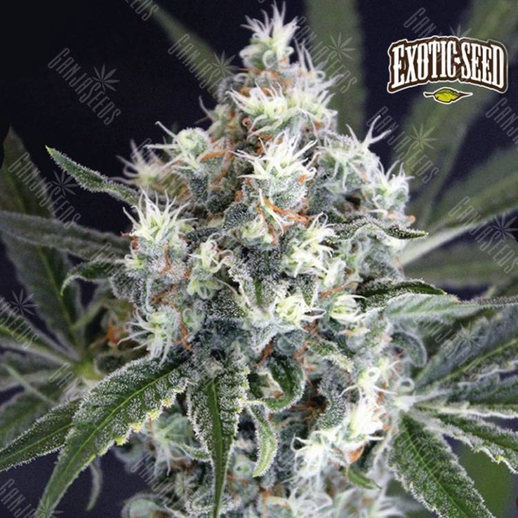 семена конопли медицинской Medxotic Pure CBD feminised Exotic Seed