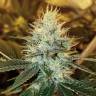семена индийской конопли Dr Greenthumb's Em-Dog By B-Real feminised Humboldt Seeds