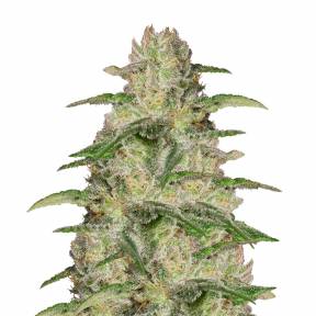 OG Kush CBD feminised Medical Seeds